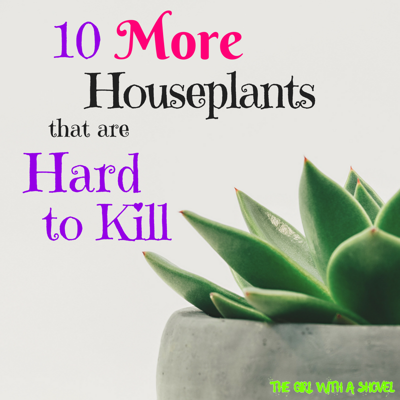 10 More Houseplants that are Hard to Kill cover photo