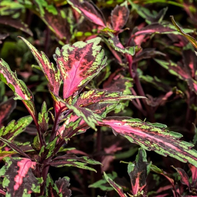 14 Coleus Varieties to bring Color to your Shade Garden