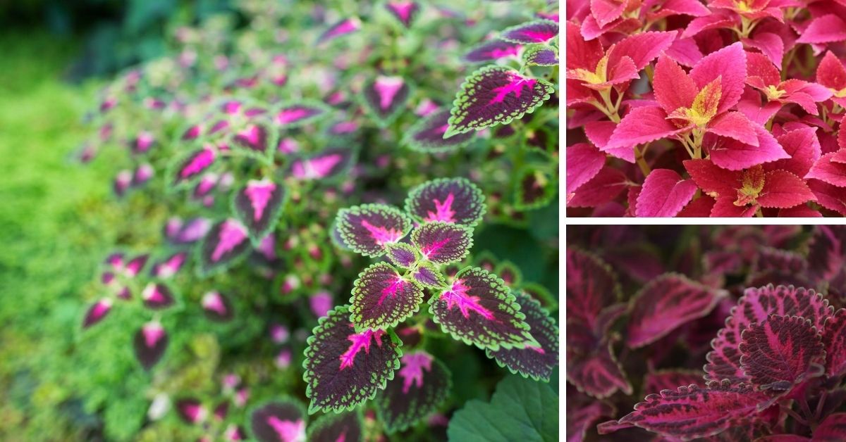 14 Coleus Varieties bring Color to your Shade Garden