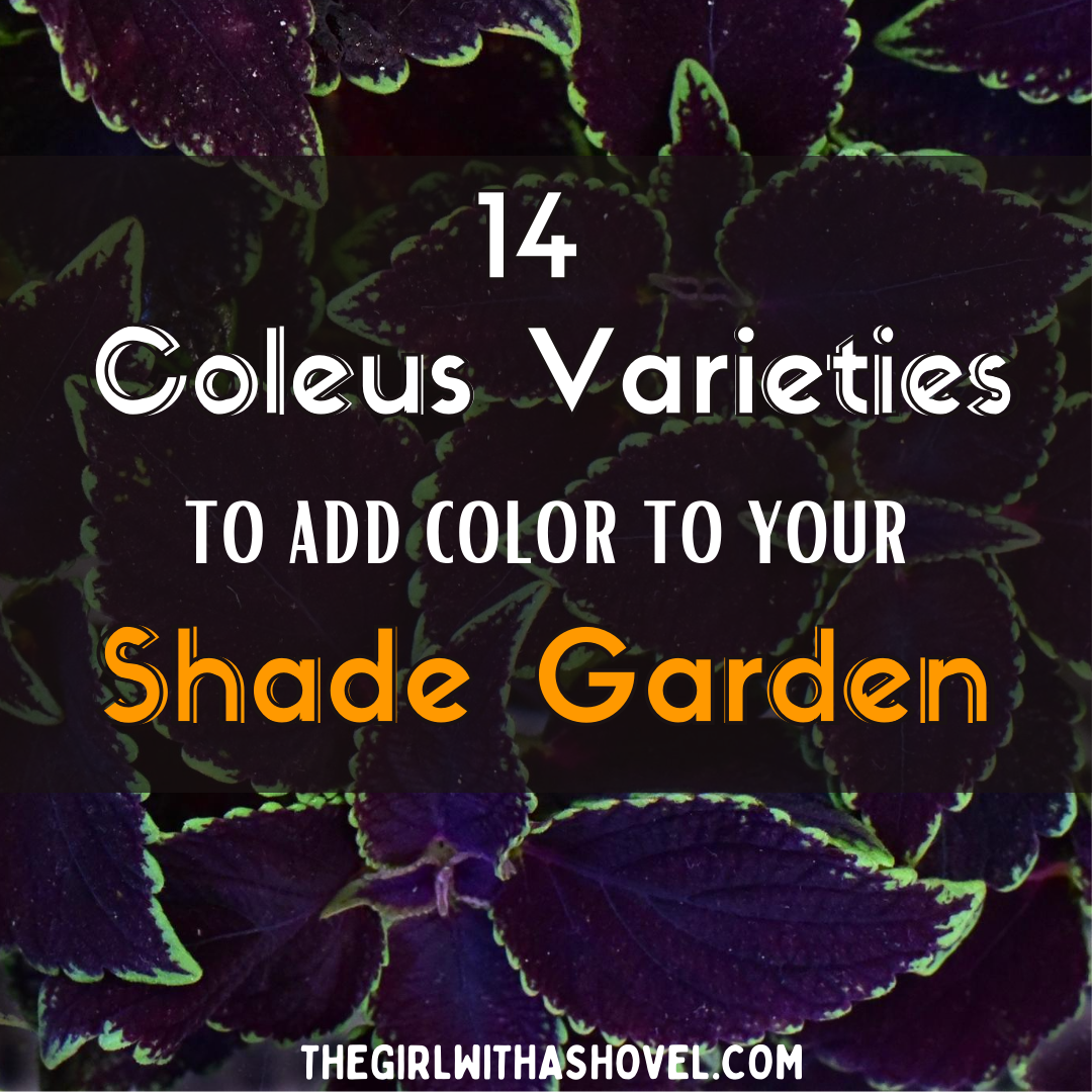 14 Coleus Varieties to add color to your Shade Green
