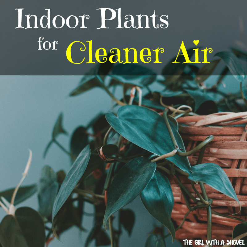 Indoor Plants for Cleaner Air Cover Photo