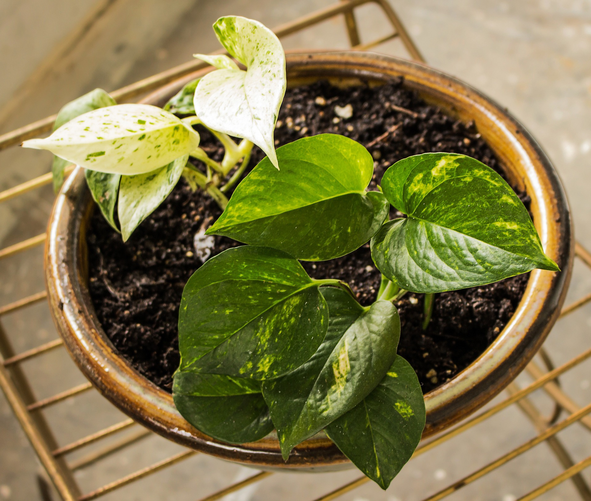 16 Best Plants for Dark Apartments - The Girl with a Shovel