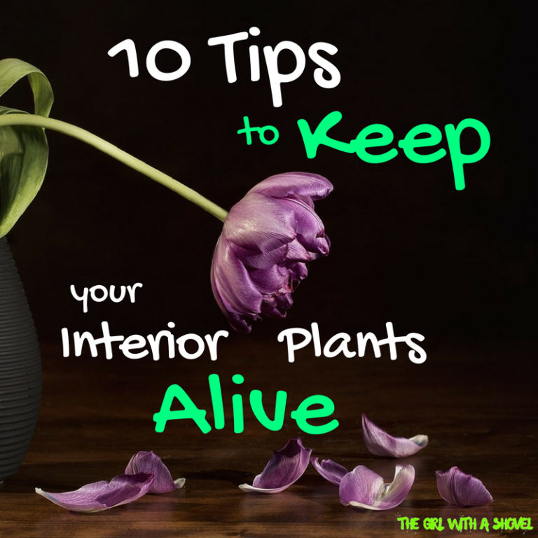 10 Quick Tips to Keep your Indoor Plants Alive - The Girl with a Shovel