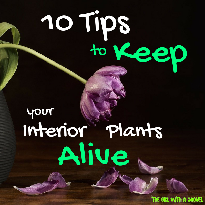 10 Tips to keep your interior plants alive cover photo