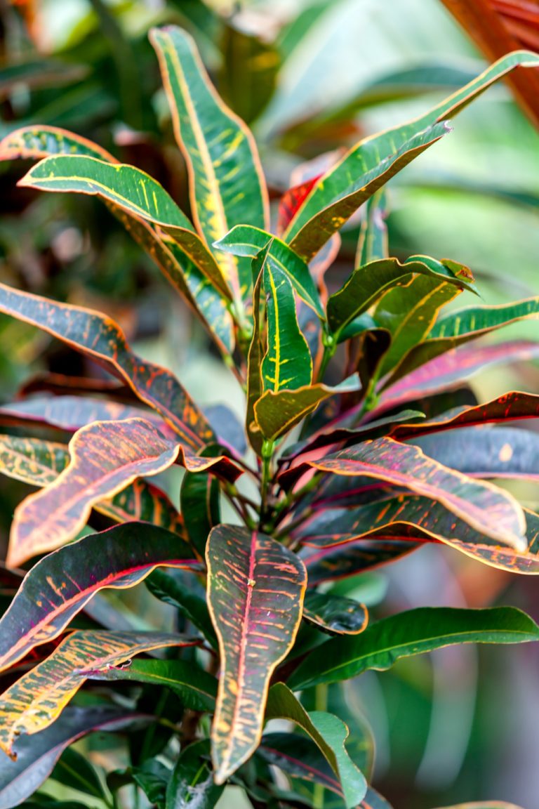 15 Poisonous Houseplants for Pets The Girl with a Shovel