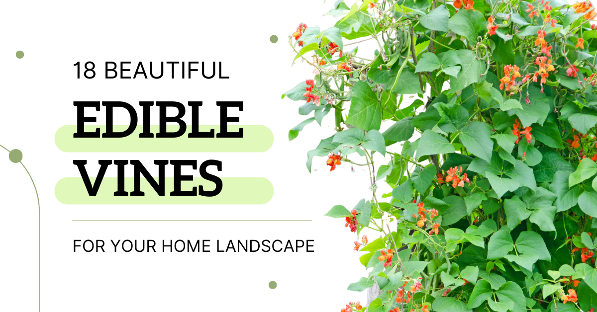 18 Beautiful Edible Vines for your Home Landscape - Title with