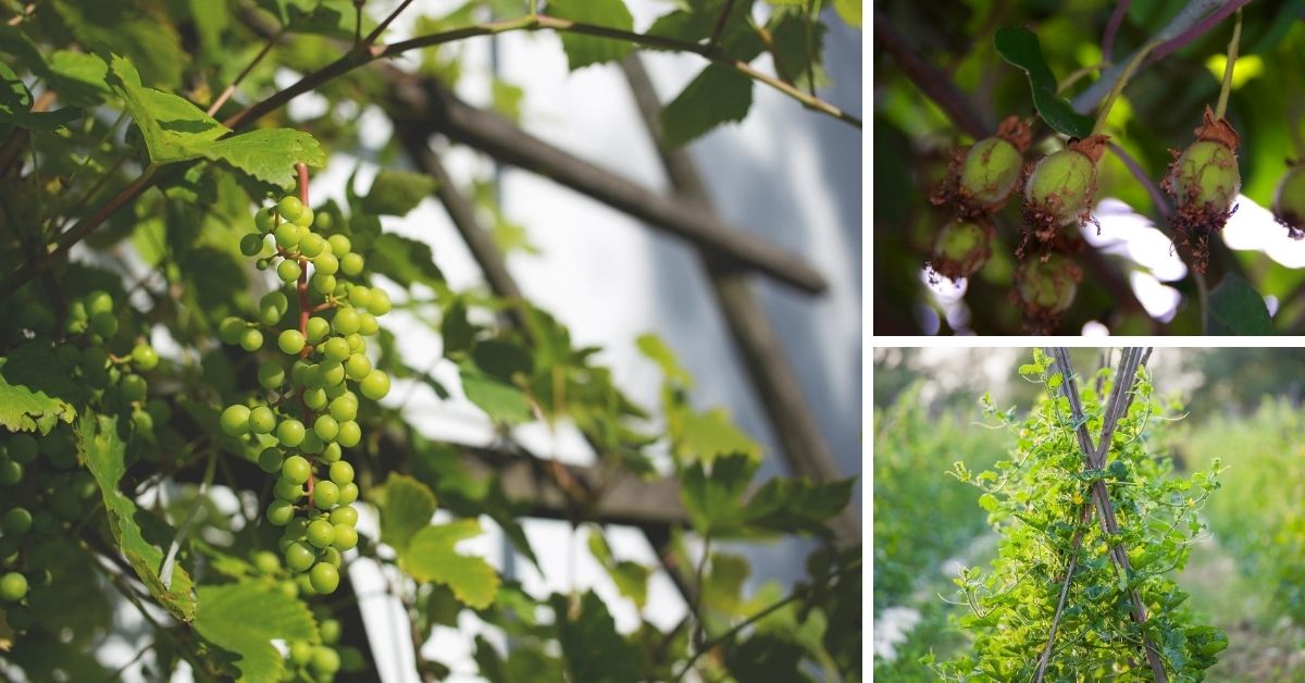 18 Beautiful and Edible Vines for your Home Landscape