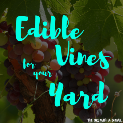 14 Deliciously Edible Vines for your Yard - The Girl with a Shovel
