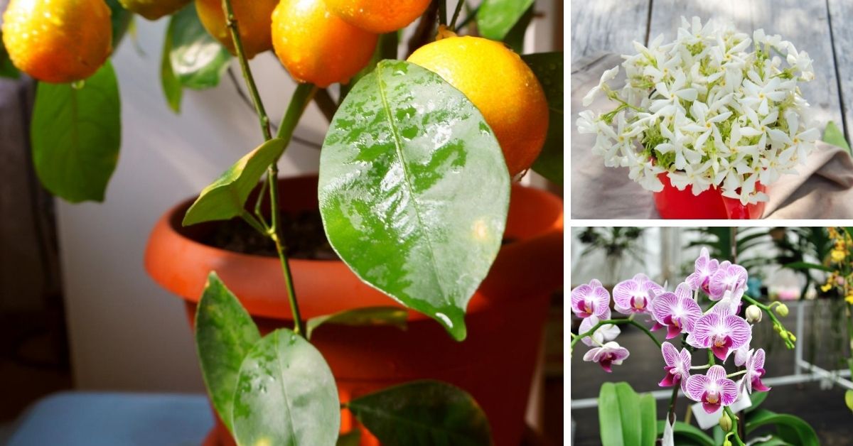 Top 10 Fragrant Houseplants The Girl with a Shovel