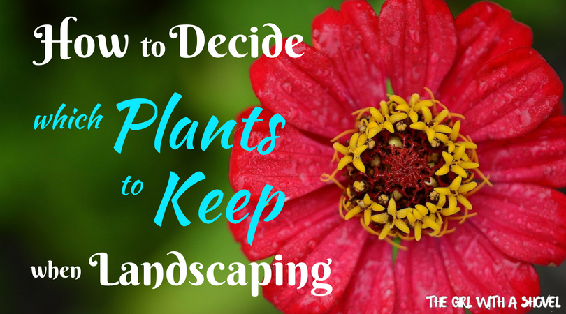 Deciding which Plants to Keep when Landscaping