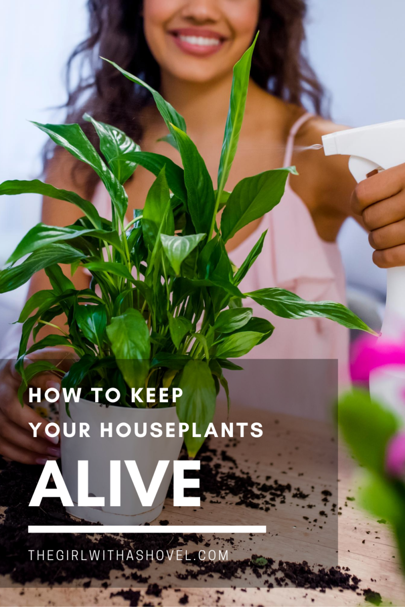 10 Quick Tips to Keep your Indoor Plants Alive The Girl with a Shovel