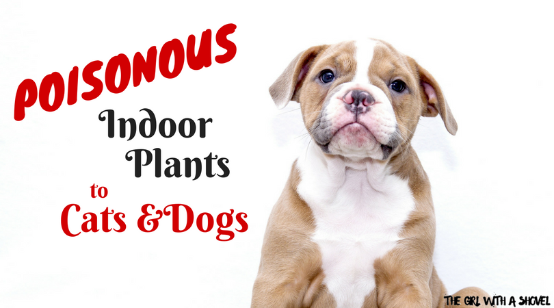 Poisonous Indoor plants for Dogs and Cats Cover Photo of Dog