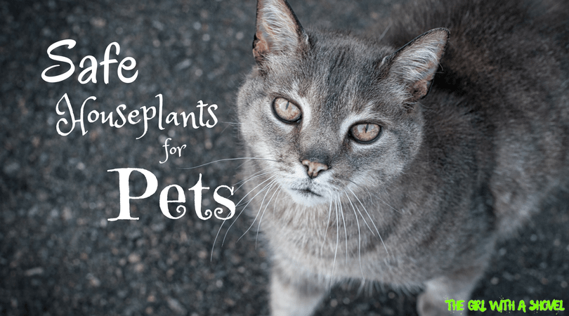 Safe Houseplants For Pets