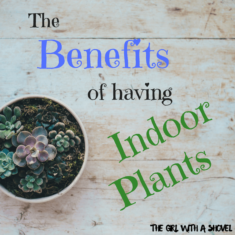 The Benefits of having Indoor Plants Cover Photo