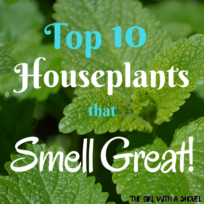 Top 10 Houseplants that Smell Great Cover Photo