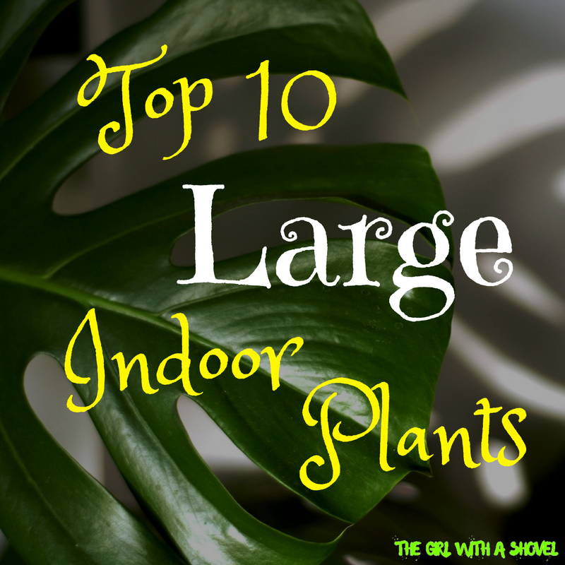 Top 10 Large Indoor Plants Cover Photo