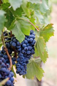 a bunch of purple grapes hanging from a grape vine