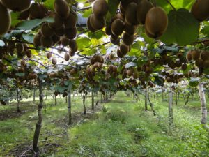 kiwi vine orchard with kiwi fruit hanging down above rows of grassy undergrowth