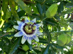 passion fruit flower blooming in front of passion fruit vine
