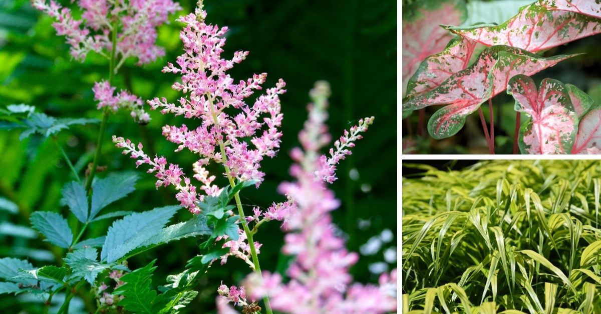 12 Best Plants for the Shade