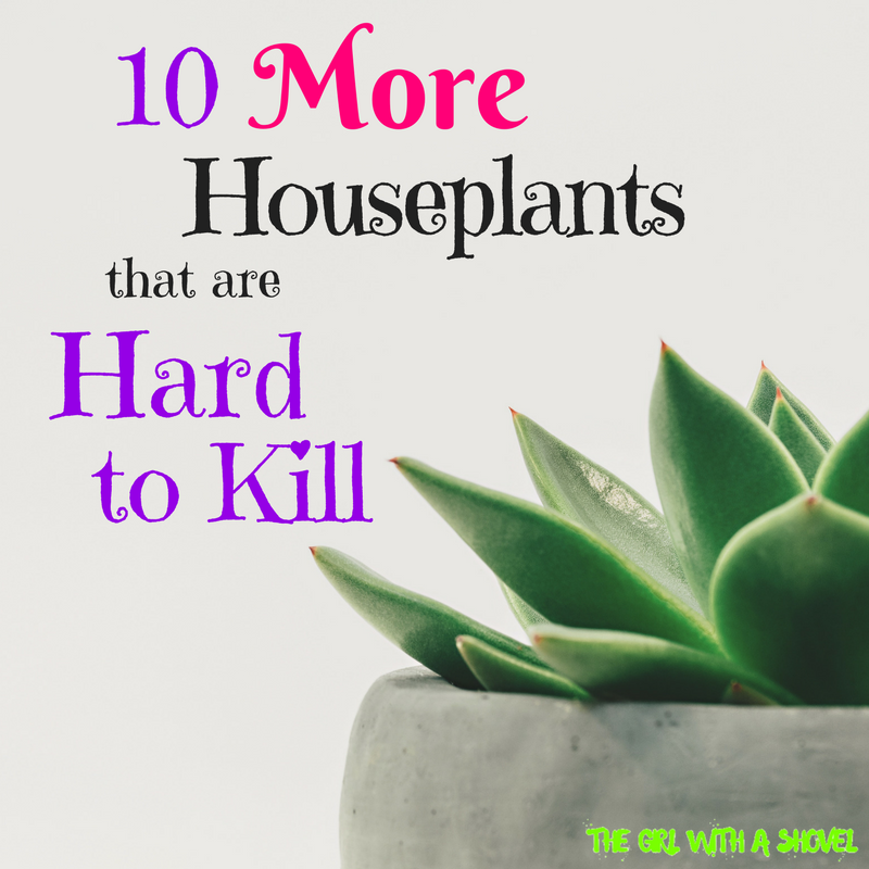 10 More Houseplants that are Hard to Kill Cover Photo