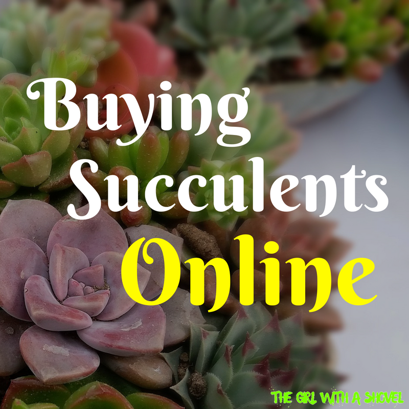 Buying Succulents Online