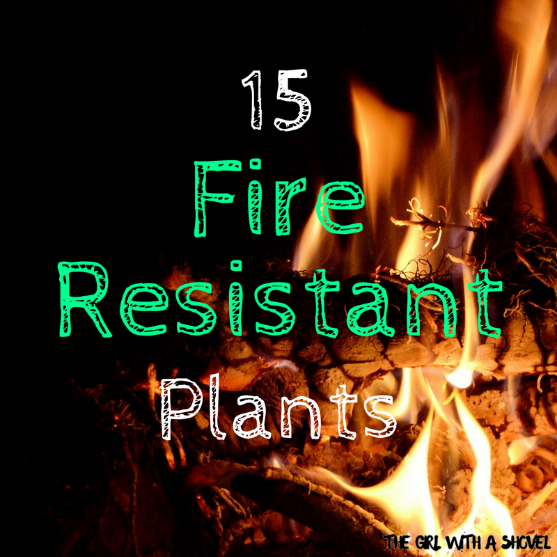 15 Fire Resistant Plants