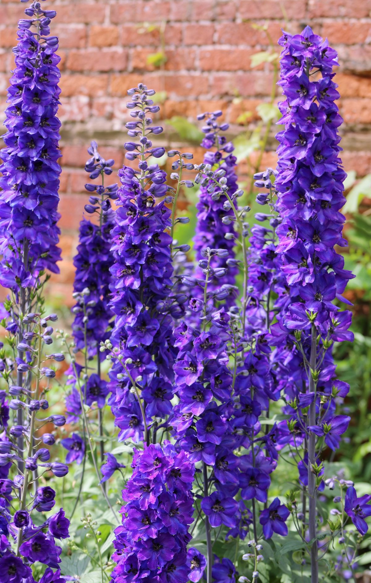 15 Fire Resistant Perennials - The Girl with a Shovel