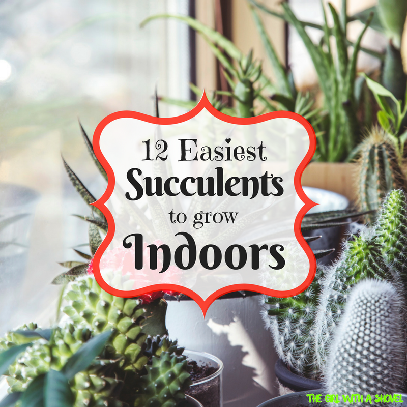 12 Easiest Succulents to grow Indoors