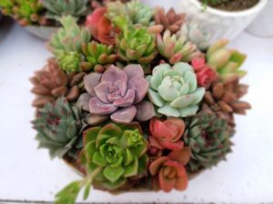 Here's some examples of the many types of succulents and colors there are!