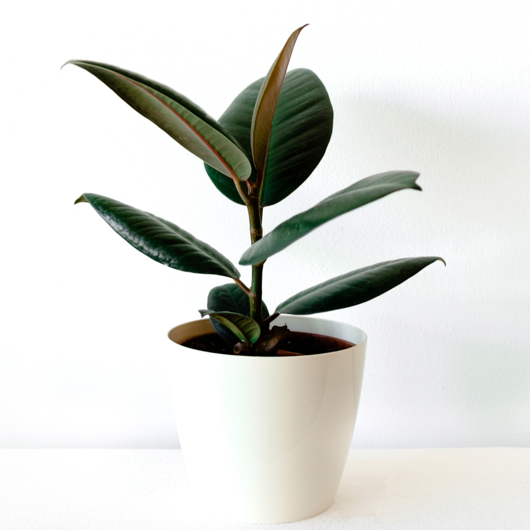 Rubber Plant Light Requirements