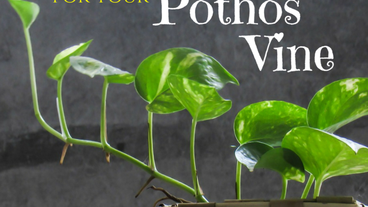 How to Care for your Pothos Vine 1