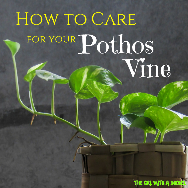Picture of a pothos plant vine with the caption how to care for your pothos vine