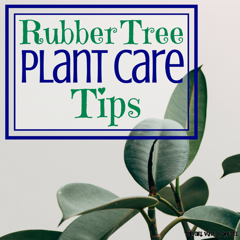 Rubber Tree Plant Care Tips