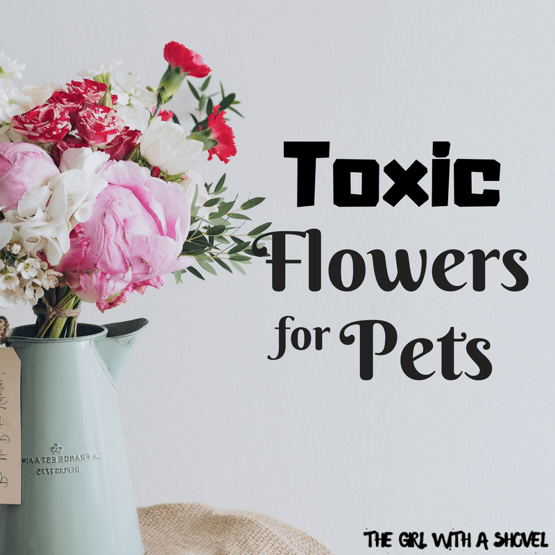 Toxic Flowers for Pets