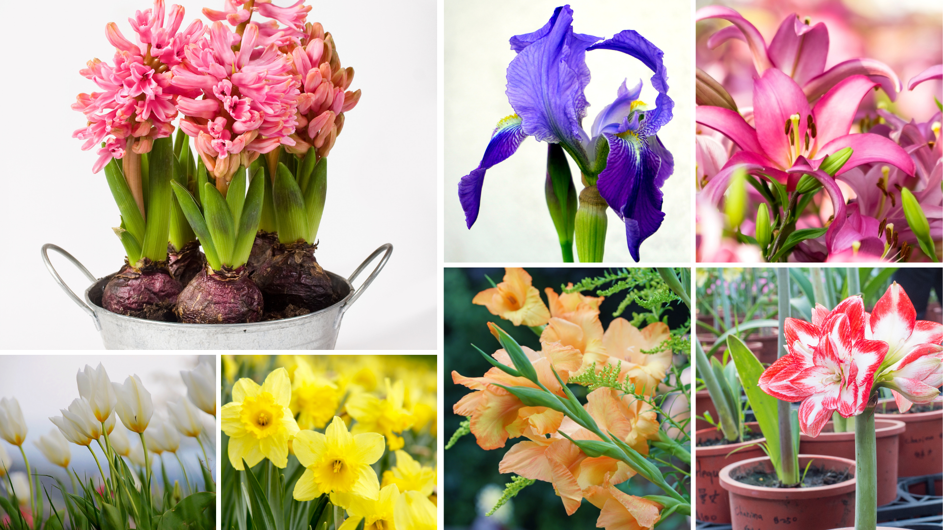 Flowers Toxic to Pets 1 – Bulbs
