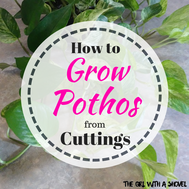 How to Grow Pothos from Cuttings Image