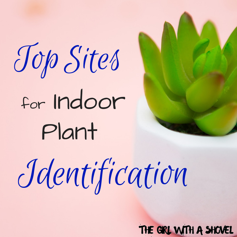 Top Sites for Indoor Plant Identification