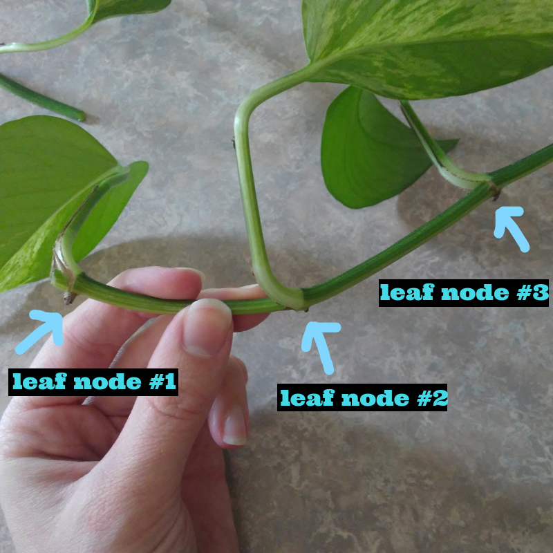 How to Propagate Pothos in Water or in Soil! - The Girl with a Shovel