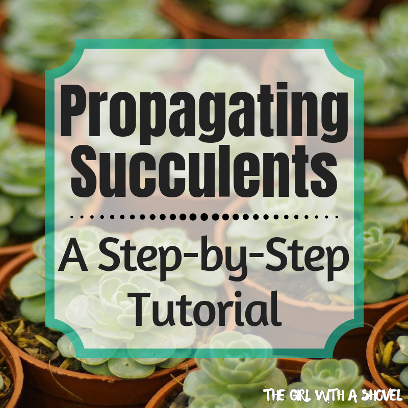 Propagating Succulents: A step-by-step tutorial