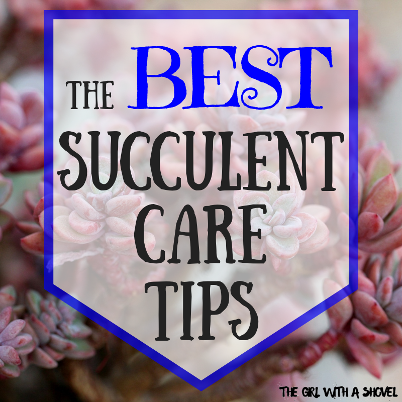 Taking Care of Succulents Featured Photo