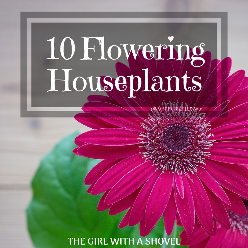 10 Flowering Houseplants Cover Photo