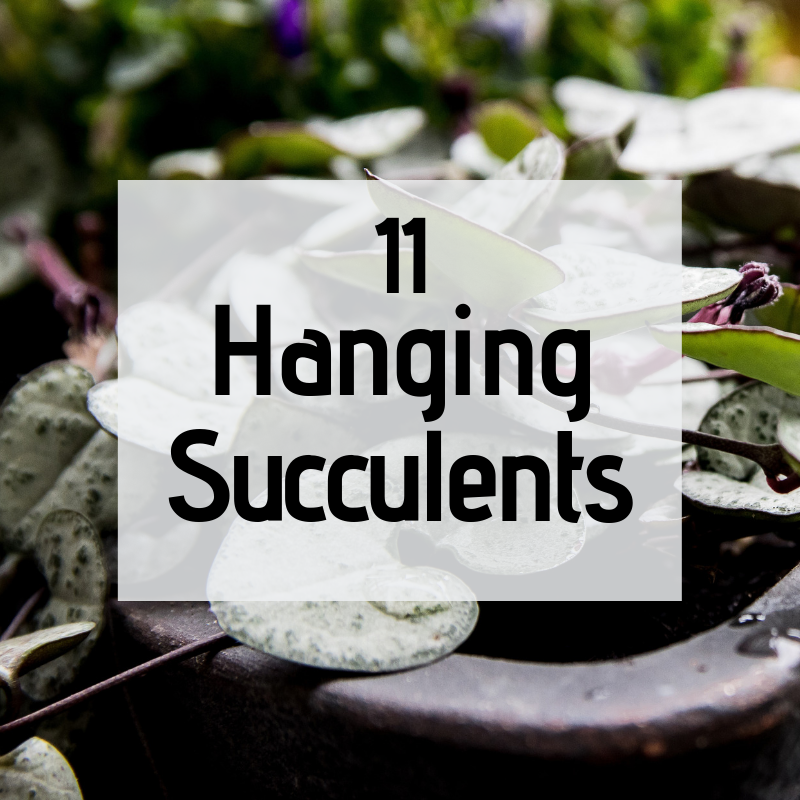 11 Hanging Succulents