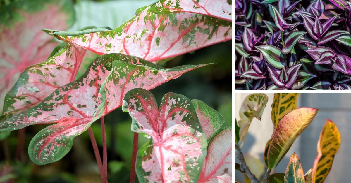 10 Colorful Indoor Plants for your Home The Girl with a Shovel