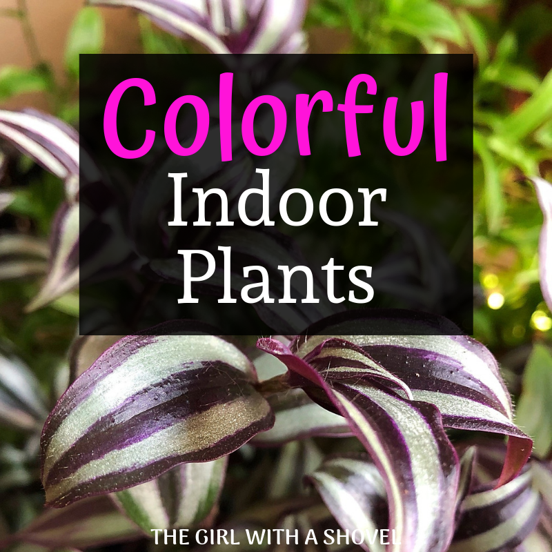 Colorful Indoor Plants