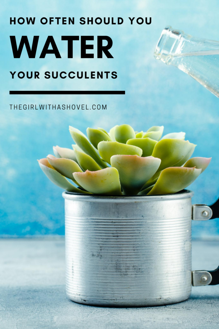 How Often Should You Water Succulents? The Girl with a Shovel