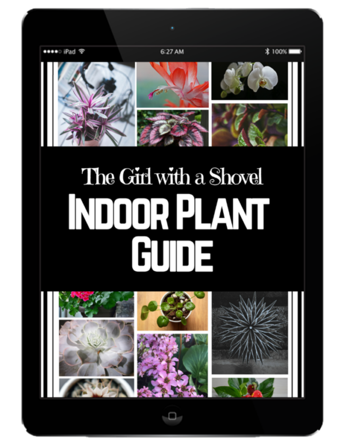 The Girl with a Shovel: Indoor Plant Guide (A-Z)