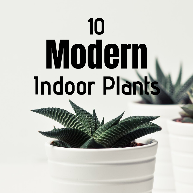 10 Modern Indoor Plant Cover Photo