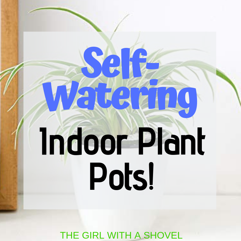 Self-Watering Pots Image