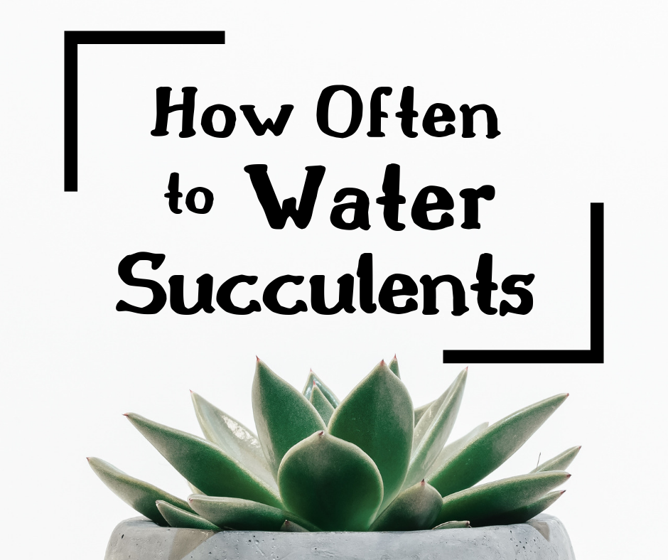 How Often Should I Water Succulents Cover